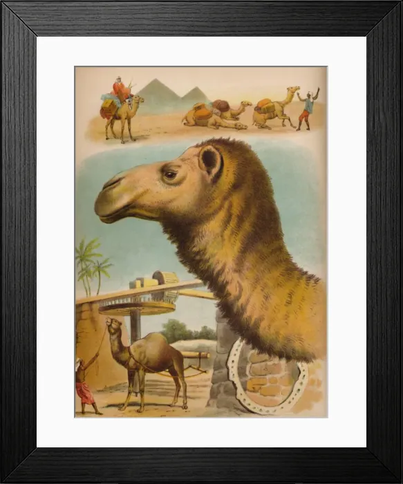 Framed Print : The Camel, c1900. Artist: Helena J. Maguire