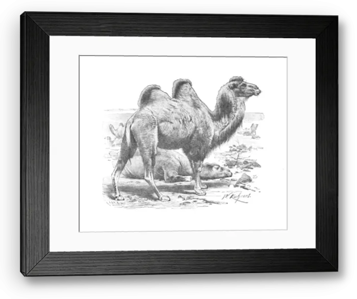 Framed Print : Bactrian Camel, c1900. Artist: Helena J. Maguire Framed Print : Bactrian Camel, c1900. Artist: Helena J. Maguire