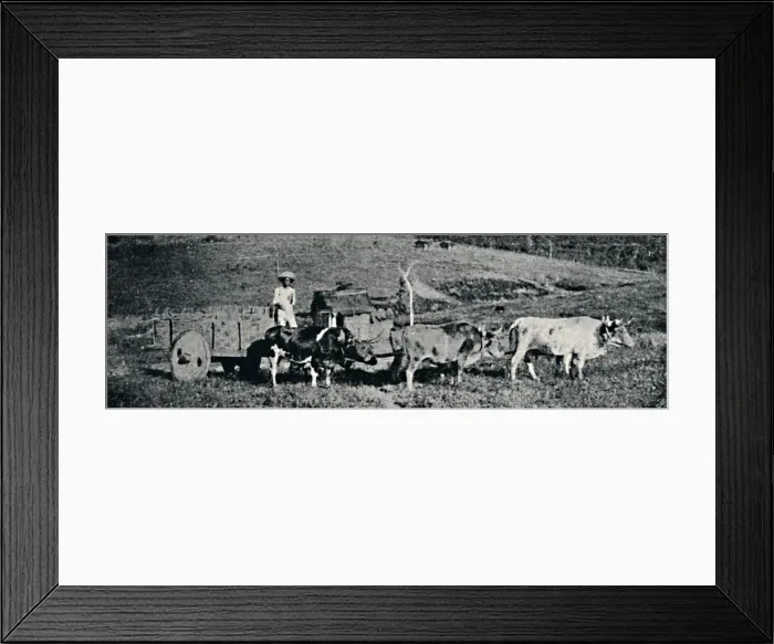 Framed Print : Carro de boi, 1895. Artist: Paulo Sack Framed Print : Carro de boi, 1895. Artist: Paulo Sack