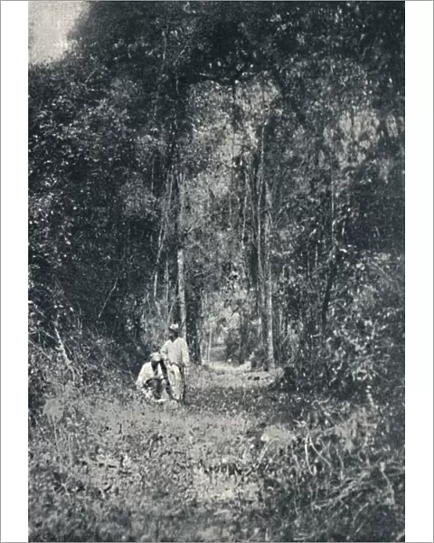 Estrada de Rodagem do Alto Parana, 1895. Artist: Francisco Henszler