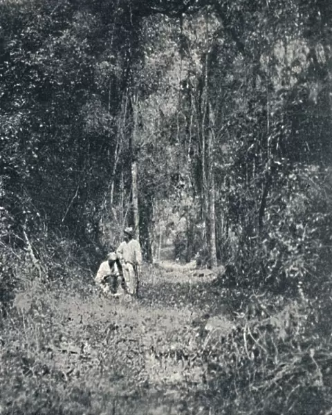 Estrada de Rodagem do Alto Parana, 1895. Artist: Francisco Henszler