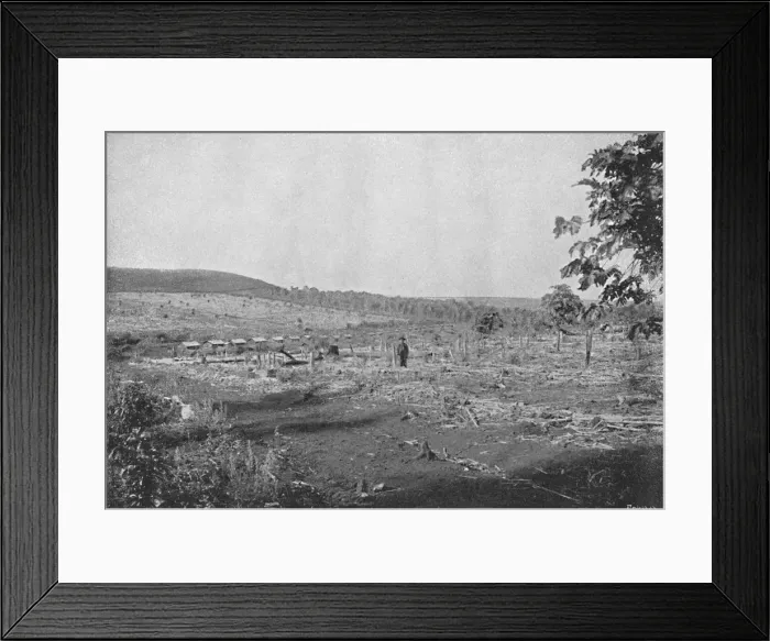 Framed Print : Plantacao de Cafe novo, (New coffee plantation), 1895. Artist: Axel Frick Framed Print : Plantacao de Cafe novo, (New coffee plantation), 1895. Artist: Axel Frick