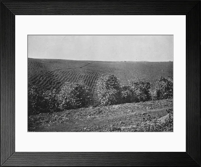 Framed Print : Plantacao de Cafe formado, (Coffee Plantation), 1895. Artist: Axel Frick Framed Print : Plantacao de Cafe formado, (Coffee Plantation), 1895. Artist: Axel Frick