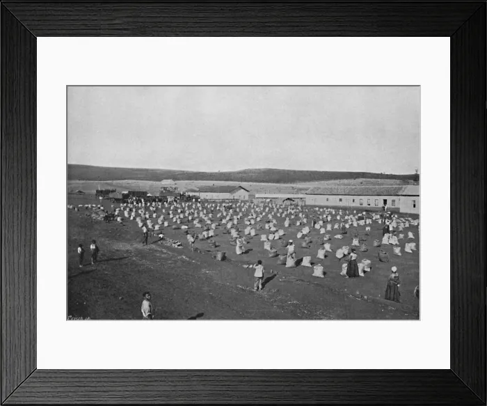 Framed Print : Terreiro para seccar o Cafe, (Coffee Drying and Packaging), 1895. Artist: Axel Frick Framed Print : Terreiro para seccar o Cafe, (Coffee Drying and Packaging), 1895. Artist: Axel Frick