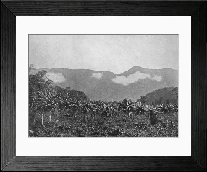 Framed Print : Bananal (Cubatao), (Bananas, Cubato), 1895. Artist: Johan Albert Constantin Lofgren Framed Print : Bananal (Cubatao), (Bananas, Cubato), 1895. Artist: Johan Albert Constantin Lofgren