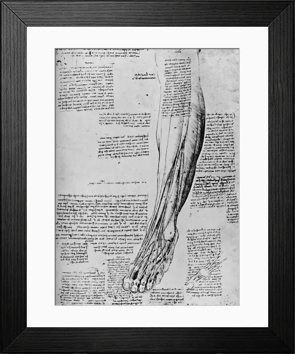 Framed Print : Anatomical Study of Muscles of Foot, 1928. Artist: Leonardo da Vinci Framed Print : Anatomical Study of Muscles of Foot, 1928. Artist: Leonardo da Vinci