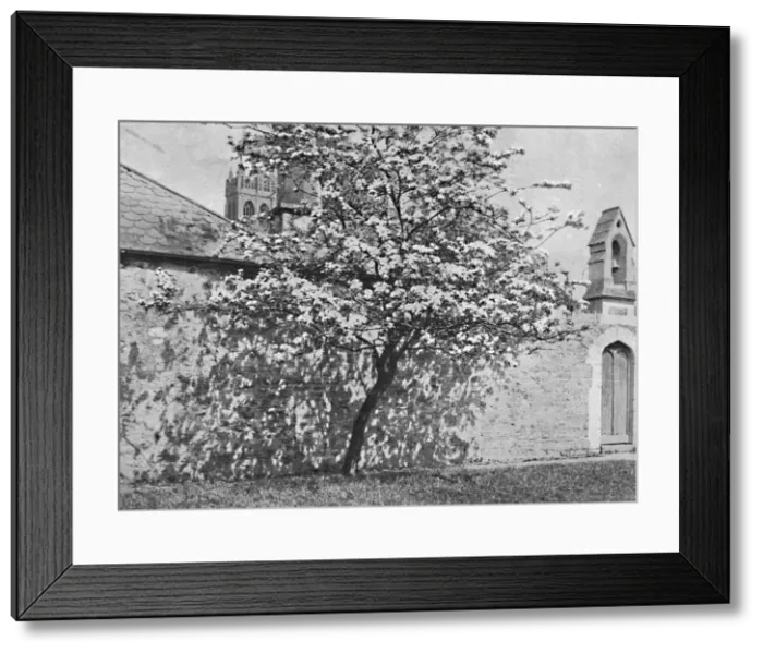 Framed Print : The Glastonbury Thorn, 1902 Framed Print : The Glastonbury Thorn, 1902