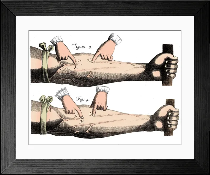 Framed Print : Circulation of the blood, 1628 Framed Print : Circulation of the blood, 1628