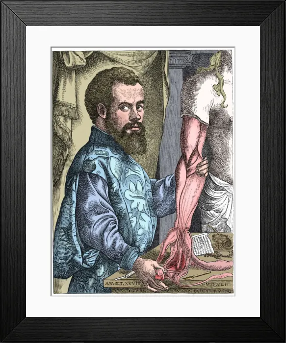 Framed Print : Andreas Vesalius, 16th century Flemish anatomist Framed Print : Andreas Vesalius, 16th century Flemish anatomist
