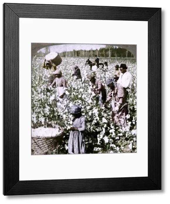 Framed Print : Cotton is king - plantation scene with pickers at work. Georgia, c1900