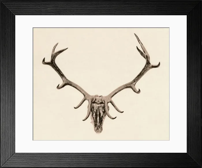 Framed Print : Head of a Deer, c16th century, (1904) Framed Print : Head of a Deer, c16th century, (1904)