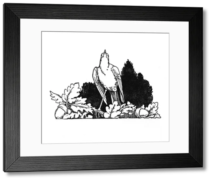 Framed Print : Among the Branches Dwelt a Nightingale, c1930. Artist: W Heath Robinson