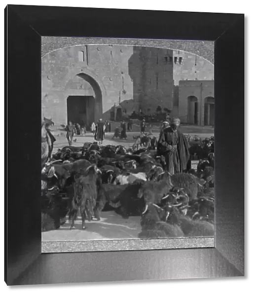 Buying goats at the Damascus Gate, Jerusalem, c1900