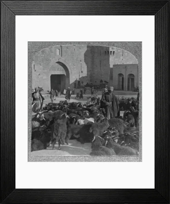 Framed Print : Buying goats at the Damascus Gate, Jerusalem, c1900 Framed Print : Buying goats at the Damascus Gate, Jerusalem, c1900