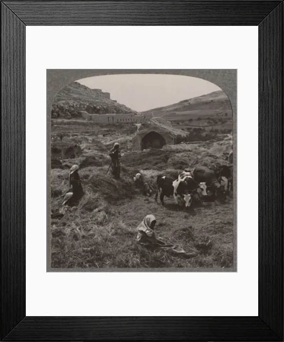 Framed Print : Threshing grain near Jacobs Well, c1900 Framed Print : Threshing grain near Jacobs Well, c1900