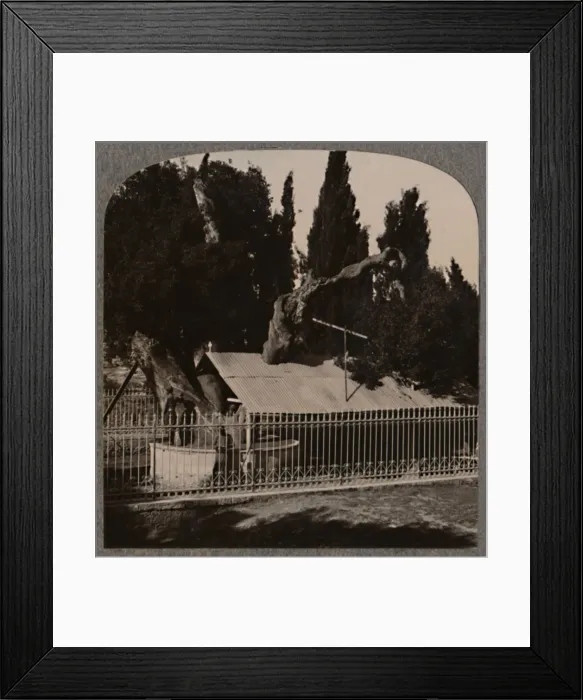 Framed Print : Abrahams Oak near Hebron, c1900 Framed Print : Abrahams Oak near Hebron, c1900