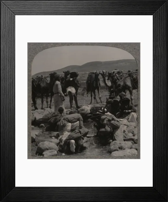Framed Print : Watering camels at Jacobs Well, c1900 Framed Print : Watering camels at Jacobs Well, c1900