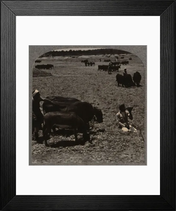 Framed Print : Oxen treading corn, c1900 Framed Print : Oxen treading corn, c1900