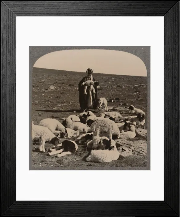 Framed Print : Shepherd and flock, c1900 Framed Print : Shepherd and flock, c1900