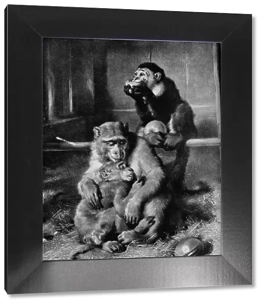 The Sick Monkey, 1875, (1912). Artist: Edwin Henry Landseer