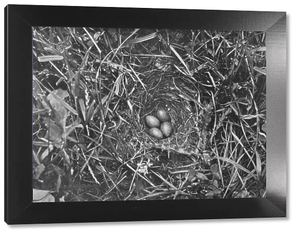 Nest of Skylark, c1882, (1912). Artist: Charles Reid