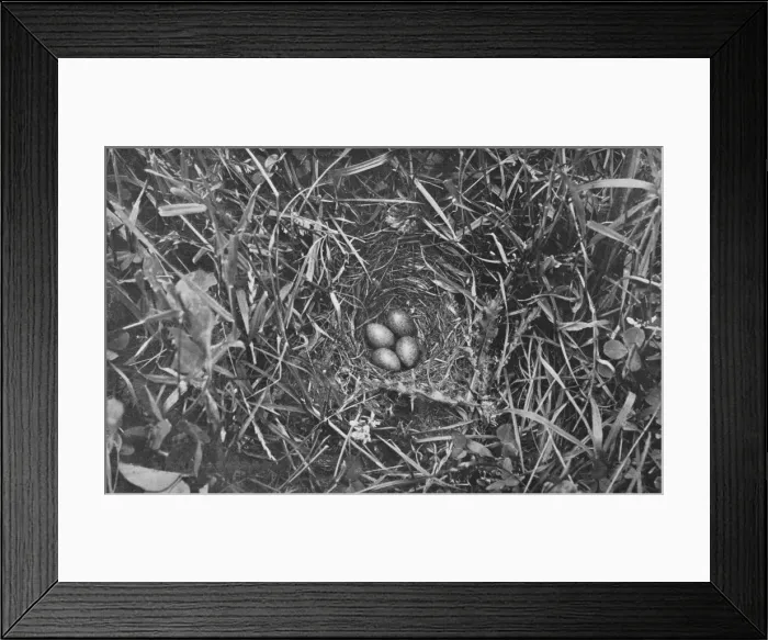 Framed Print : Nest of Skylark, c1882, (1912). Artist: Charles Reid Framed Print : Nest of Skylark, c1882, (1912). Artist: Charles Reid