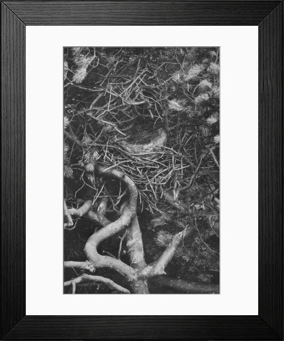 Framed Print : Nest of Magpie, c1882, (1912). Artist: Charles Reid Framed Print : Nest of Magpie, c1882, (1912). Artist: Charles Reid