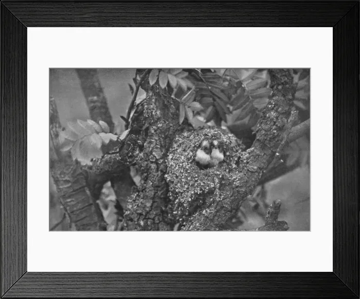 Framed Print : Young Long-Tailed Tits, Looking Out of Nest, c1882, (1912). Artist: Charles Reid Framed Print : Young Long-Tailed Tits, Looking Out of Nest, c1882, (1912). Artist: Charles Reid