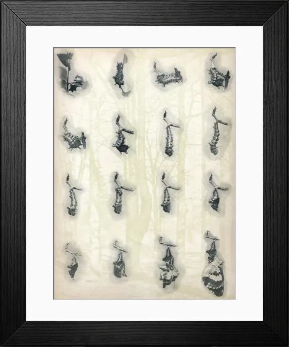Framed Print : The Evolution of a Caterpillar, c1910, (1911). Artist: Alfred Harold Bastin Framed Print : The Evolution of a Caterpillar, c1910, (1911). Artist: Alfred Harold Bastin