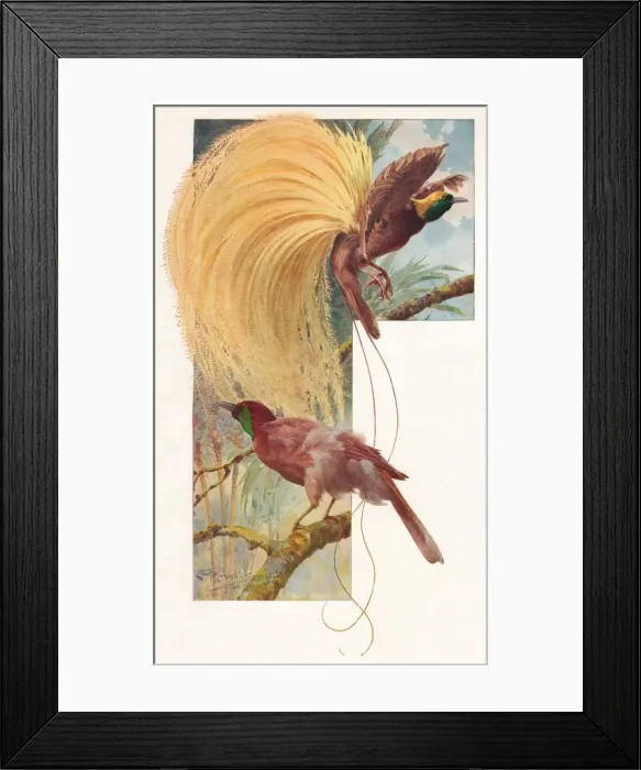 Framed Print : Great Birds of Paradise, 1910, (1911). Artist: Louis Fairfax Muckley Framed Print : Great Birds of Paradise, 1910, (1911). Artist: Louis Fairfax Muckley