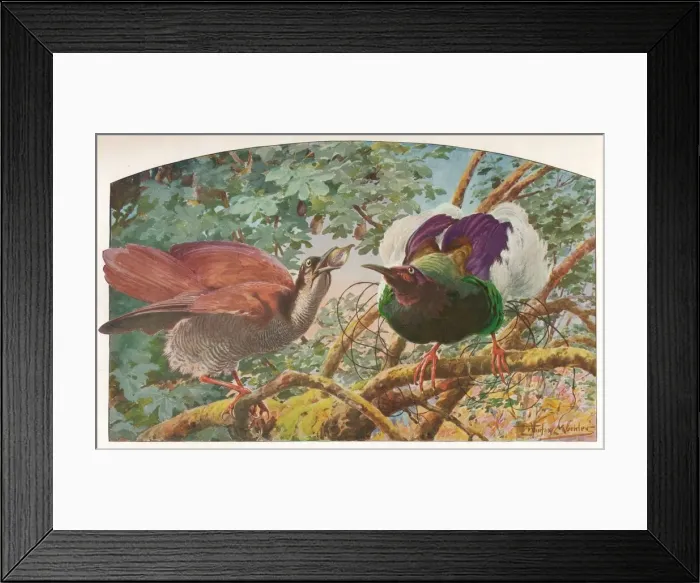 Framed Print : Twelve-wired Birds of Paradise, c1910, (1911). Artist: Louis Fairfax Muckley Framed Print : Twelve-wired Birds of Paradise, c1910, (1911). Artist: Louis Fairfax Muckley