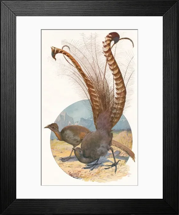 Framed Print : Lyre Birds, 1911, (1911). Artist: Louis Fairfax Muckley Framed Print : Lyre Birds, 1911, (1911). Artist: Louis Fairfax Muckley