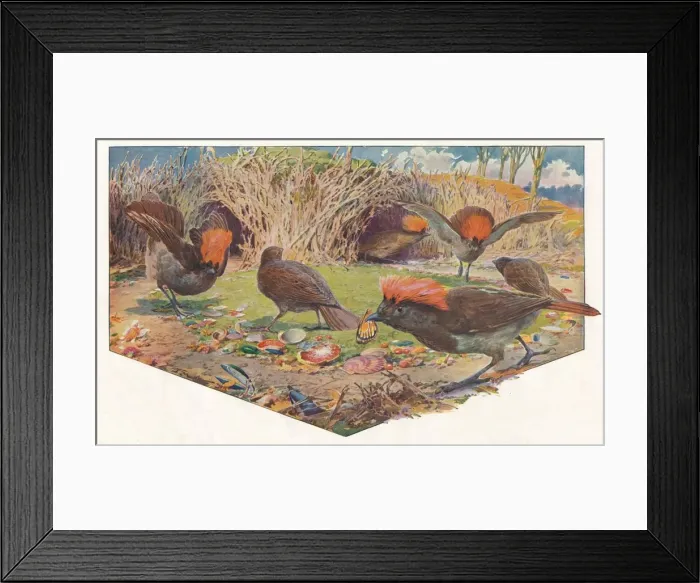 Framed Print : Gardener Bower Birds, 1911, (1911). Artist: Louis Fairfax Muckley Framed Print : Gardener Bower Birds, 1911, (1911). Artist: Louis Fairfax Muckley