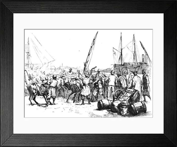 Framed Print : Food for the Troops: Landing Cattle at Port Said, c1882 Framed Print : Food for the Troops: Landing Cattle at Port Said, c1882