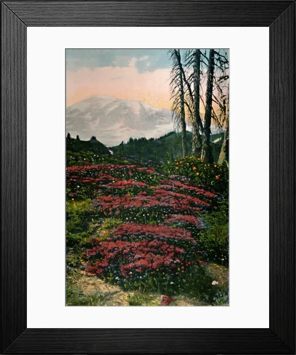 Framed Print : Purple Heather growing Mount Rainier National Park, c1916. Artist: Asahel Curtis Framed Print : Purple Heather growing Mount Rainier National Park, c1916. Artist: Asahel Curtis