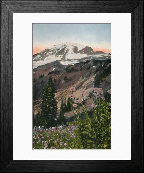 Framed Print : Purple Asters, in Mount Rainier National Park, c1916. Artist: Asahel Curtis Framed Print : Purple Asters, in Mount Rainier National Park, c1916. Artist: Asahel Curtis