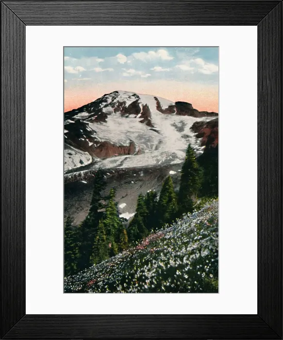 Framed Print : Avalanche Lilies, growing on Mount Rainier, c1916. Artist: Asahel Curtis Framed Print : Avalanche Lilies, growing on Mount Rainier, c1916. Artist: Asahel Curtis