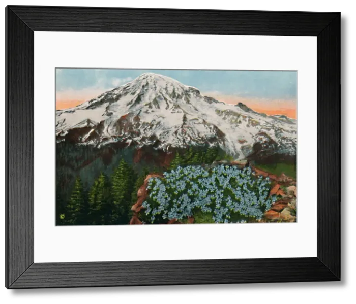 Framed Print : The Phlox on Mount Rainier, c1916. Artist: Romans Photographic Company Framed Print : The Phlox on Mount Rainier, c1916. Artist: Romans Photographic Company