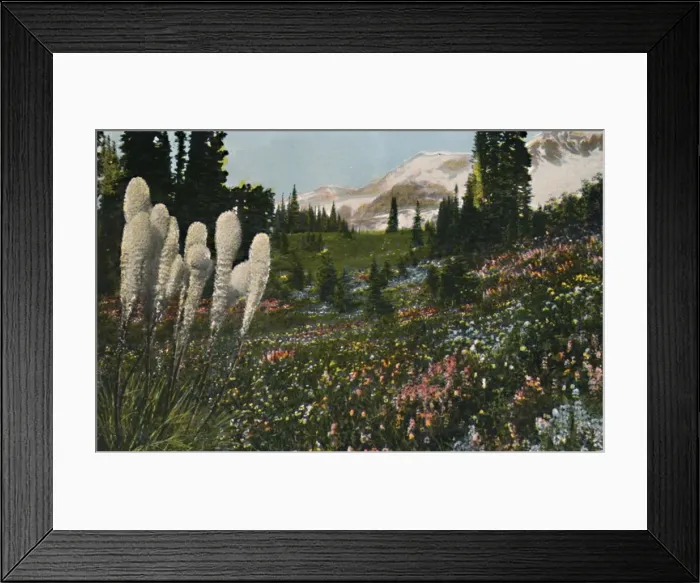 Framed Print : Indian Basket Grass growing in Mount Rainier National Park, c1916. Artist: Asahel Curtis Framed Print : Indian Basket Grass growing in Mount Rainier National Park, c1916. Artist: Asahel Curtis