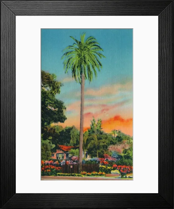 Framed Print : Serra Palm. The First Palm Tree in California, c1941 Framed Print : Serra Palm. The First Palm Tree in California, c1941