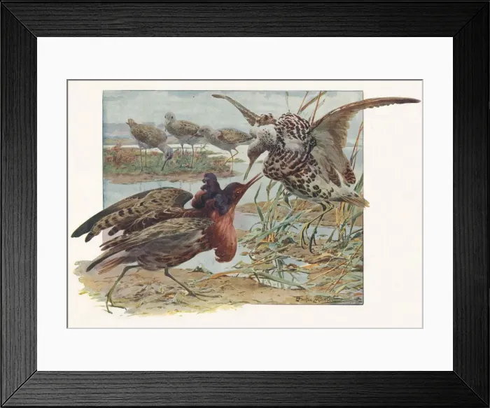 Framed Print : Ruffs and Reeves, c1910, (1911). Artist: Louis Fairfax Muckley Framed Print : Ruffs and Reeves, c1910, (1911). Artist: Louis Fairfax Muckley