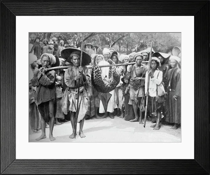 Framed Print : The spoils of the jungle, 1902 Framed Print : The spoils of the jungle, 1902
