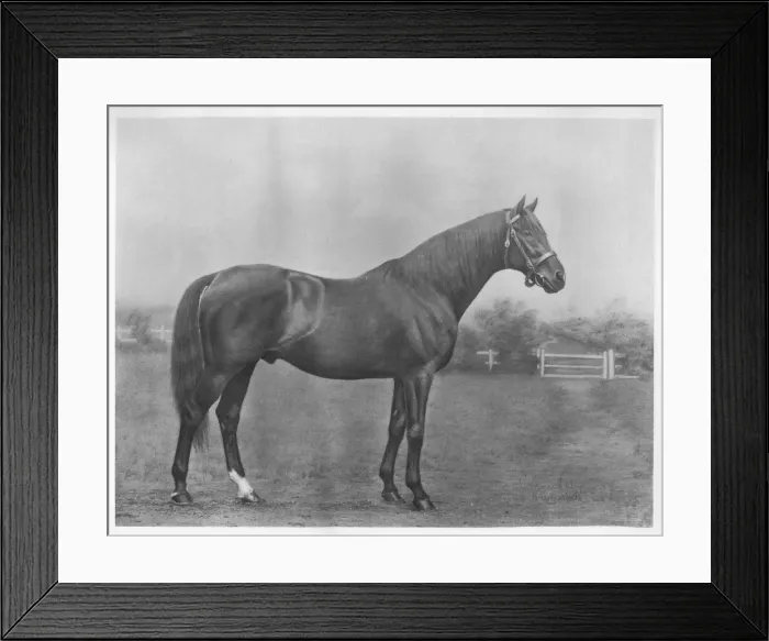 Framed Print : Isinglass (bay), 1890-1911, (1911) Framed Print : Isinglass (bay), 1890-1911, (1911)