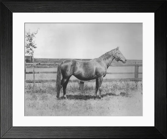 Framed Print : Signorina, 1911 Framed Print : Signorina, 1911