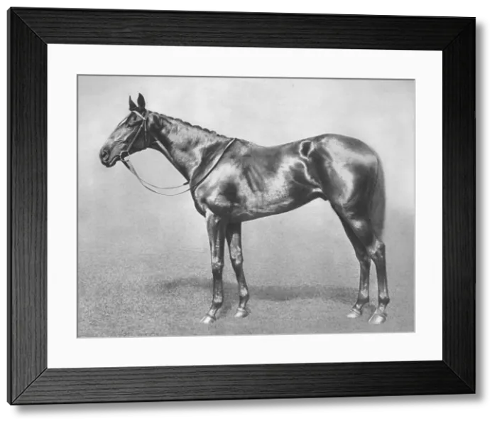 Framed Print : Sir Archibald, 1911 Framed Print : Sir Archibald, 1911