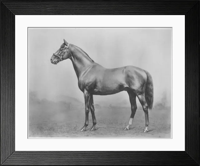 Framed Print : Bachelors Button. Winkfield - Milady, 1911 Framed Print : Bachelors Button. Winkfield - Milady, 1911