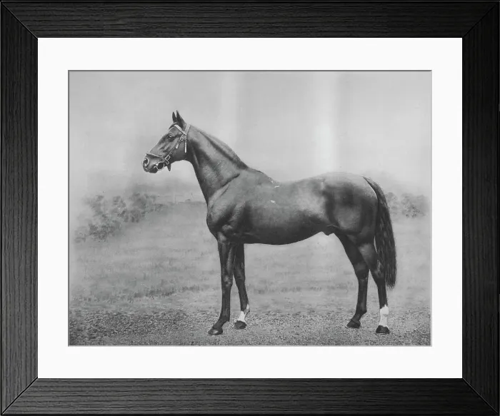 Framed Print : Cyllene, 1911 Framed Print : Cyllene, 1911