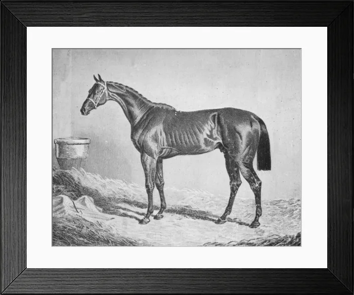 Framed Print : Bay Middleton, 1833-1857, (1911) Framed Print : Bay Middleton, 1833-1857, (1911)