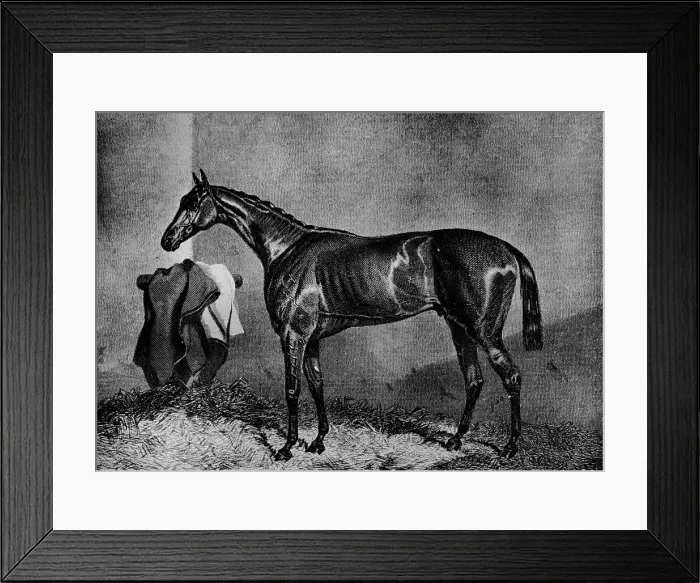 Framed Print : Wild Dayrell, 1852-1870, (1911) Framed Print : Wild Dayrell, 1852-1870, (1911)