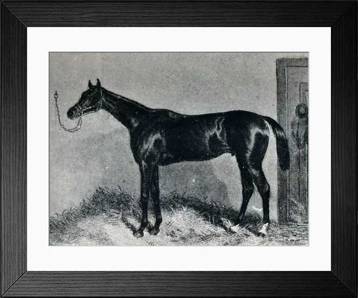 Framed Print : Tim Whiffler, c1860s, (1911)